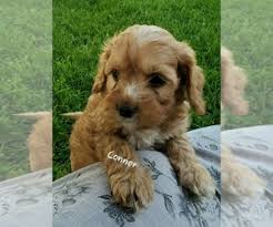 Akc registered cuddly, very loving, and smart. View Ad Cavapoo Puppy For Sale Near Wisconsin Colby Usa Adn 206518