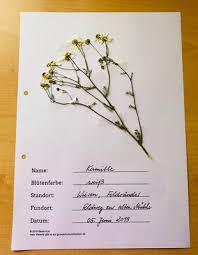 Hier findest du ein beispiel dafür: Wiese Herbarium Gestalten Grundschule Und Basteln Der Blog Von Beate Kurt