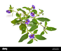 Image result for Lycianthes rantonnetii