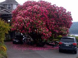 125 Year Old Rhododendron In Ladysmith B C Canada Arboles