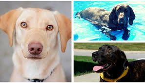 Lab dogs for sale in michigan. Ten Lovely Adoptable Labs In Michigan Puppy Leaks