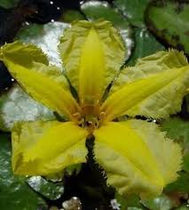 Image result for Nymphoides milnei