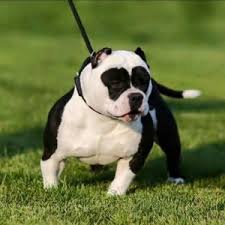 Pocket pitbull, patterdale terrier pitbull mix info & puppies. American Bully Dog Characteristic Appearance And Picture