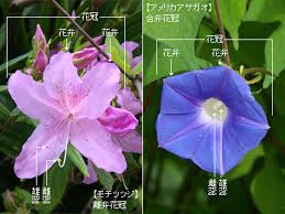 K Sbookshelf 辞典 用語 植物用語集 か行