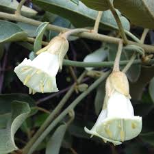 Image result for Bonamia spectabilis