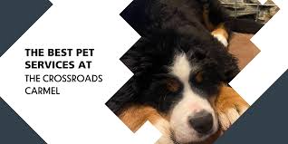 Maybe you would like to learn more about one of these? The Best Pet Services To Prepare For Take Your Dog To Work Day Crossroads Carmel