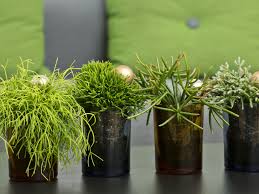 Image result for Rhipsalis