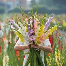Image result for Gladiolus decoratus