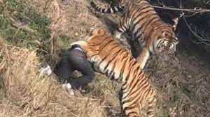 Danilo, thiago silva (o éder militão), marquinhos, alex sandro; Muere Un Hombre Atacado Por Un Tigre Al Intentar Entrar Gratis A Un Zoo En China Marca Com