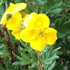 The flower is found throughout the state almost anywhere in the spring and early summer. Wild Bush With Yellow Flowers In The Colorado Mountains Potentilla Yellow Flowers Garden Landscaping Plants