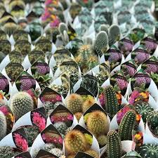 Have you seen my yellow jumper? Cacti Succulent Mix 5 5cm Sherries Estates