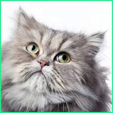 Di britania raya, ras ini disebut kucing bulu panjang persia, dibagi dalam dua jenis, yaitu chinchilla dengan warna perak cerah dan yang agak gelap. Kucing Persia Abu Abu Yang Lucu Foto Gallery Dunia Fauna Hewan Binatang Tumbuhan Dunia Fauna Hewan Binatang Tumbuhan