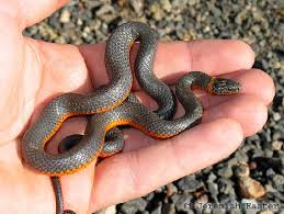 Natürlich ist die ringhalsnatter in deutschland nicht heimisch, aber man liest ja von so manchen exotischen tieren, die man einfach ausgesetzt hat, oder die dem tierhalter entkommen sind. Reptilienbilder De Das Bildarchiv Der Terrarisik Und Reptilien