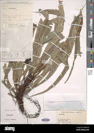 Image result for Asplenium uhligii