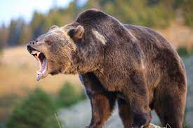 There have been reports of grizzlies reaching weights of up to 1,500 pounds (680 kg) and standing over 9 feet tall. Kodiak Bear Facts And Beyond Biology Dictionary