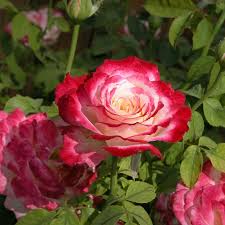 Image result for Rosa sp.