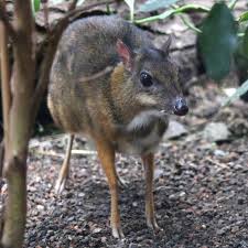 It was first described in 1910 by british zoologist oldfield thomas, who procured four specimens from nha trang in annam. Lesser Mouse Deer