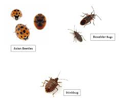 Get rid of bed bugs, termites and other pests quickly. Kettle Moraine Pest Control Home Facebook