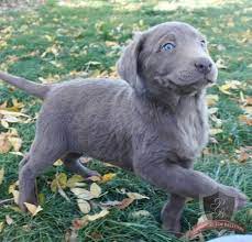 My Nephew Chris S New Silver Lab Puppy Happy Silver Lab Puppies Super Cute Puppies Silver Labrador Puppies