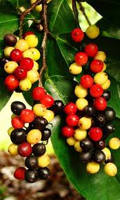 Image result for Antidesma