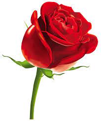 Red Rose Png Clipart Picture Gallery Yopriceville High Quality Images And Transparent Png Free Clipart Flower Rose Images Red Rose Png Rose Day Shayari