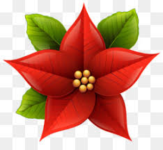 Dibujos de feliz navidad dibujos de poinsettia. La Flor De Pascua Descarga Gratuita De Png Transparent Christmas Png Poinsettia Clipart Imagen Png Imagen Transparente Descarga Gratuita