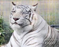 Bengal Tiger 1 Big Cats Animals Beautiful Animals