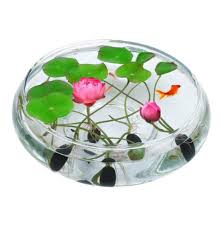 Premium Bonsai Lotus Flower Seeds 10 Seeds Pack Buy 2 Get 20 Off Purecolordays Lotus Flower Seeds Flower Seeds Blue Lotus Flower