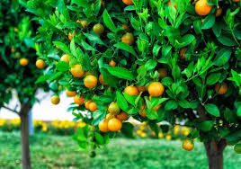 Check out womack's nursery online. Fruit Tree Planting 101 Best Pick Reports