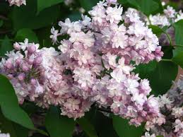 Image result for Isachne buettneri