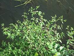 Image result for Bidens ruyigiensis