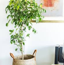 Image result for ficus benjamina en casa
