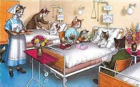 Bedtime Selfie Kedi Cats Illustrasyon