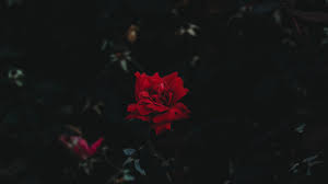 We did not find results for: Dark Red Aesthetic Laptop Wallpapers Wallpaper Cave