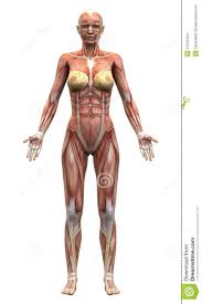 Abdominal and back muscle exercises, which strengthen your core, help condition these muscles so that they work together like a natural corset for your back. Pin On Goddess