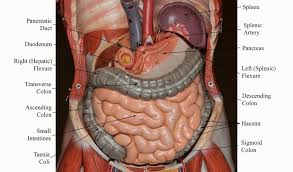 Labeled human torso models feature clear views of the vertebrae, spinal cord, spinal nerves, vertebral arteries, lungs, stomach, liver, intestinal tract, kidneys, heart, and more. Image Result For Digestive System Models Labeled Digestive System Model Human Anatomy And Physiology Human Body Systems