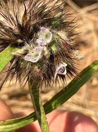 Image result for Lepidagathis randii