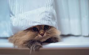 First of all, there is no such thing as a kitten that isn't cute. Daisy The Cutest Kitten In The World