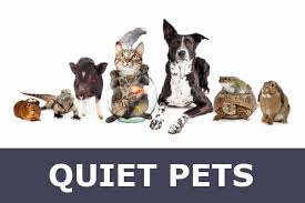 Published on 12/3/2020 at 2:15 pm finding a unique and fitting name for your sweet dog is quite t. 7 Quiet Pets For Apartment Buildings Fun And Fuss Free Animals