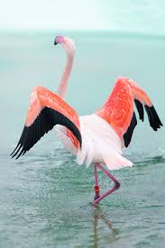 Saltatio Mortis Flamingo On Ice Https Www Ebay Ch Itm 133423628150 Artikelnummer 133423628150 Alle Bilder Der Auktion Findest Du Hier Https Linktr Ee Bildsprache Facebook
