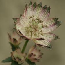 Astrantia Major April Love Astrantia Grote Bloemen Bloemen