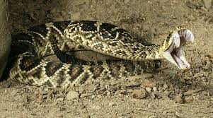 Crotalus Adamanteus Eastern Diamondback Rattlesnake Fixed Front Hinged Fangs Solenoglyphs Perfectly Designed Deadly Animals Snake Rattlesnake