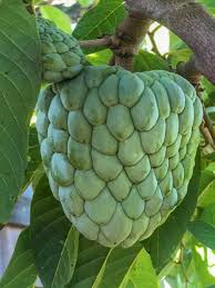 Fruit large, very smooth, good flavor. Atemoya Geffner Grafted Ch Fruit Tree Nursery