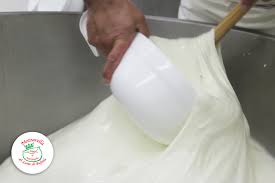 Preparazione della pizza in casa necessita di un forno che raggiunga almeno i 250°c. Come Si Fa La Mozzarella Di Bufala Le Tradizionali Fasi Della Produzione La Regina Di Battipaglia