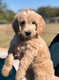 Goldendoodle designer breed doesn't shed and is suitable for people who suffer from allergies. F1 Goldendoodle Puppies For Sale Off 62 Www Usushimd Com