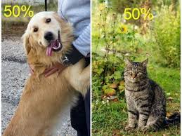 Is Your Personality More Like A Cat Or A Dog Dog Quizzes Dog Quiz Like A Cat