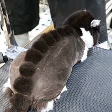 Which is why we provide mobile grooming services at your place, so that your cat could be. Professional Pet Grooming Course Cat Grooming Module Animal Arts Academy