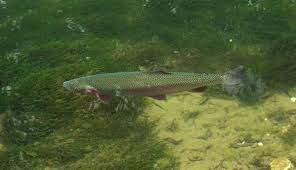 Ljepote jezera svake godine privlače veliki broj turista, bilo da pješače stazama oko jezera i po okolnim planinskim predjelima, okupaju se u bistroj jezerskoj. Ribe Reke Drine Odmor Pored Reke Drine Bajina Basta Perucac