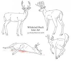 Different types of deer can be seen which vary. Mule Deer Coloring Pages Novocom Top