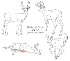 The following are steps require to step 3: Mule Deer Coloring Pages Novocom Top